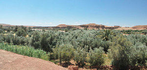Marruecos celebra un taller sobre sostenibilidad en el cultivo del olivo