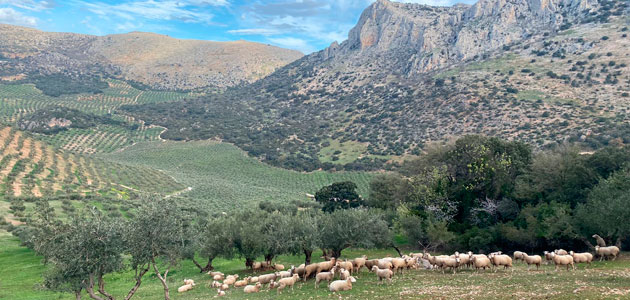 MARVIC, el proyecto europeo para el diseño de sistemas de monitorización de secuestro de carbono