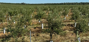 MatHolding y Santander se alían para transformar fincas agrícolas en cultivos de alto valor como el olivar