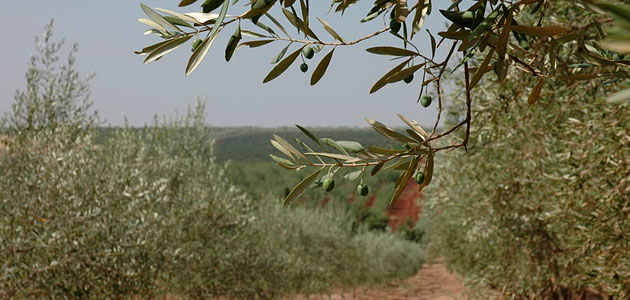 Nuevo récord de producción de aceitunas en Marruecos esta campaña