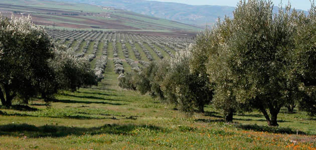 La Interprofesional Marroquí del Olivo busca reforzar su organización y garantizar una producción de calidad
