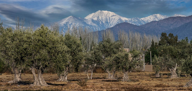 Argentina, punto de encuentro, formación y promoción del oleoturismo