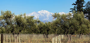 Mendoza (Argentina) forma a los primeros especialistas en oleoturismo del país