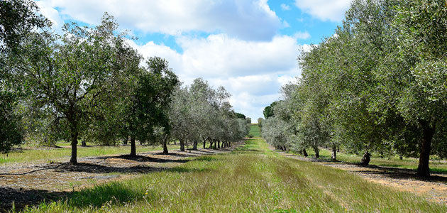 Desarrollan un modelo que predice el impacto del cambio climático sobre el olivar andaluz