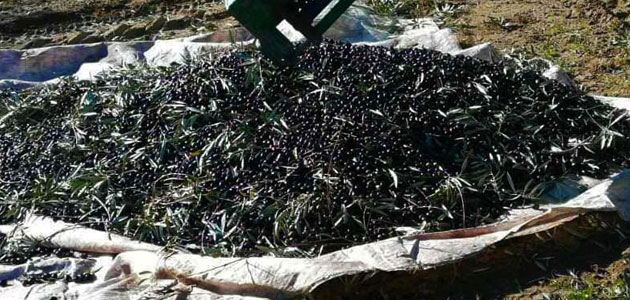 COAG-Jaén pide al Gobierno una rebaja de los módulos del olivar