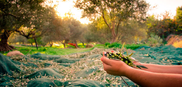 Cooperativas Agro-alimentarias estima una produccion nacional de aceite de oliva de 900.000 t. en la campaña 2022/23