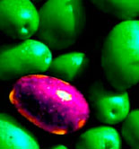 Milán celebrará en enero una nueva edición del Concurso Monocultivar Olive Oil Expo