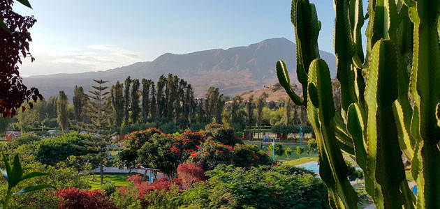 Declaran de interés nacional la protección de los olivos patrimoniales de Moquegua (Perú)