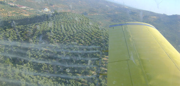 La DOP Sierra de Segura inicia los tratamientos aéreos contra la mosca del olivo