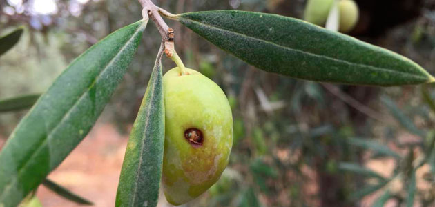 Niveles de población de la mosca del olivo en Andalucía