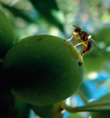 Escasa actividad de la mosca del olivo en Andalucía durante el mes de julio