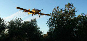 Extremadura inicia los tratamientos fitosanitarios para el control de la mosca del olivo