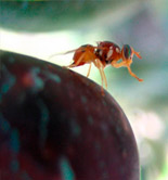 Trampas electrónicas para controlar la mosca del olivo