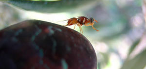 Baja viabilidad de la picada de mosca del olivo tras las altas temperaturas