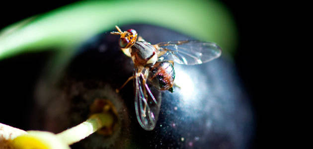 Un comité internacional investiga el impacto de introducir una mosca del olivo genéticamente modificada