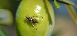 Estudian la comercialización del primer hongo para el control biológico de la mosca del olivo
