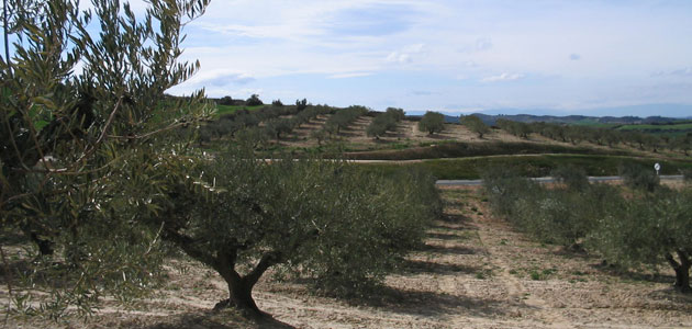Un proyecto piloto para el control de la mosca del olivo en Navarra