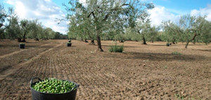 Aumentan las capturas de mosca del olivo