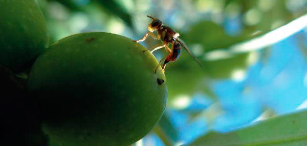 La UCO optimiza la producción de bioinsecticidas contra la mosca del olivo