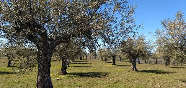 Un estudio evalúa los efectos del abandono agrícola de los olivares en la mosca del olivo