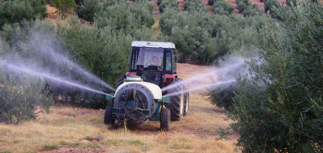 La DOP Sierra de Segura apuesta por los tratamientos terrestres colectivos contra la mosca del olivo