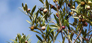 La altas temperaturas de julio y agosto reducen la incidencia de la mosca del olivo en Andalucía