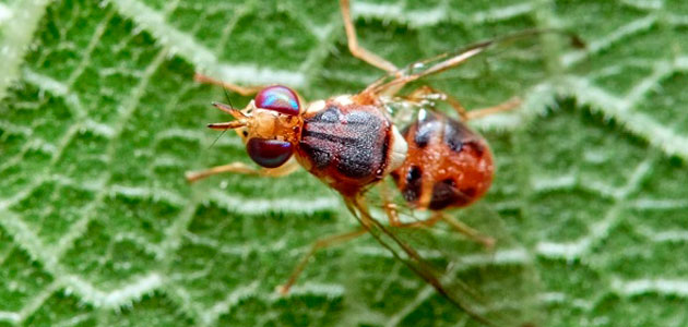 La mosca del olivo, una plaga de elevada diversidad genética