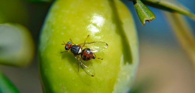 La UCO perfecciona una trampa automática para luchar contra la mosca del olivo