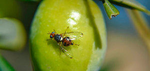 Inicio del seguimiento de la mosca del olivo en Andalucía