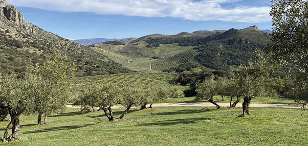 Una estrategia para el olivar de montaña