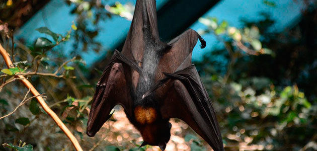 El murciélago: el vigilante nocturno del olivar
