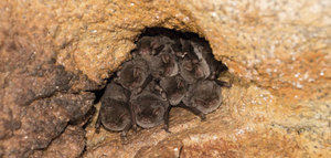 Los murciélagos, claves en el control de plagas en la agricultura