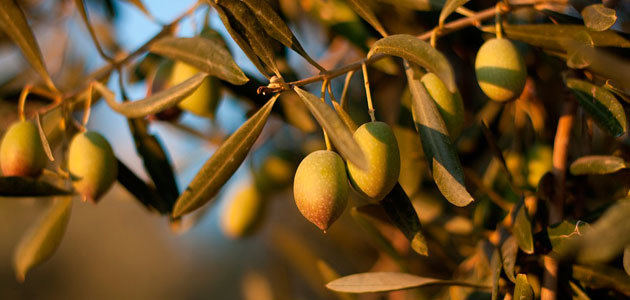 La campaña de aceite de oliva prosigue con un buen ritmo en la comercialización