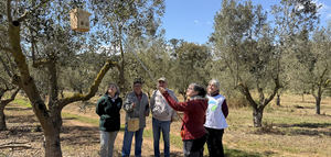 "Vida en los Olivares" : impulsan la biodiversidad en los olivares de la DOP Oli de Mallorca