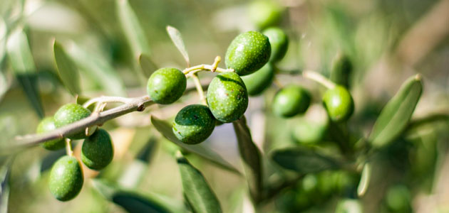 Novaterra: nuevas estrategias para reducir el impacto negativo de los pesticidas en los olivos del Mediterráneo