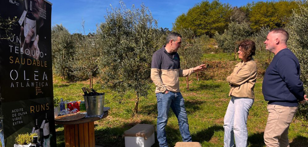 Olea Atlántica, AOVE 100% gallego de alta calidad para revalorizar el patrimonio agrario