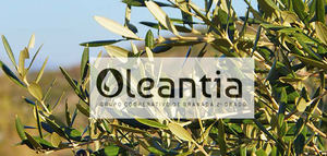 Nace Oleantia, un nuevo grupo cooperativo oleícola en Granada