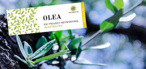 OLEA Initiative, una iniciativa para impulsar proyectos de I+D a nivel internacional en el sector oleícola