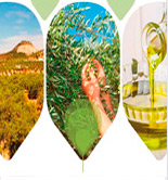 Oleícola Jaén organiza el I Encuentro para Agricultores del Sector Oleícola