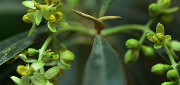 Identifican el conjunto de proteínas del polen del olivo para mejorar el diagnóstico de la alergia