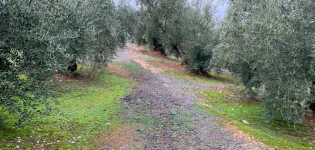 Oleo Mitiga: impulsando la mitigación del cambio climático en el olivar tradicional andaluz
