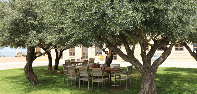 ¿Quieres formar parte de una publicación sobre oleoturismo a nivel mundial? Envía tu experiencia