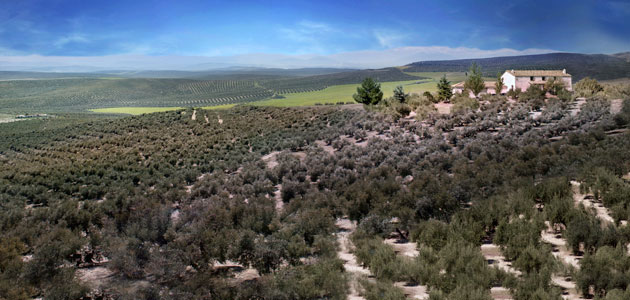 El AOVE, el souvenir preferido del viajero que visita Jaén