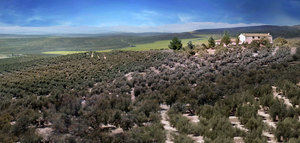 El oleoturismo como herramienta para hacer más sostenible el olivar en las comarcas de Jaén