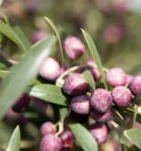 Nace Oliana, una nueva variedad de olivo adaptada al sistema superintensivo