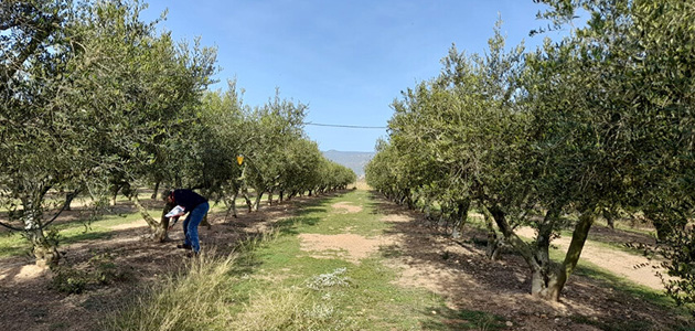 Un proyecto analiza la aplicación de la poda mecanizada en el olivar de Cataluña