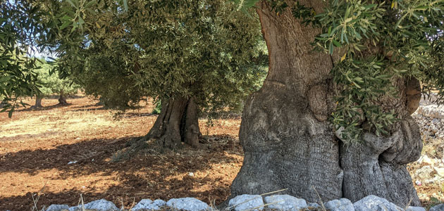 Proponen en Italia una ley nacional para luchar contra el abandono de la olivicultura histórica y tradicional