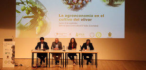 Nace "Olis d'Alacant" para poner en valor el cultivo del olivar de Alicante