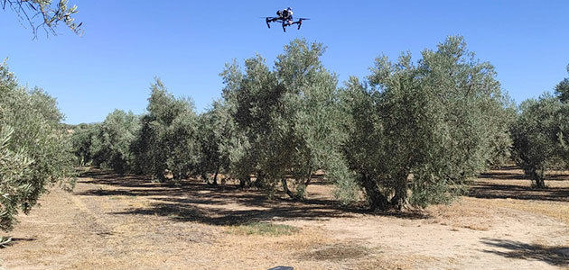 El proyecto Olitech mejora el estado nutricional y controla el estrés del olivar
