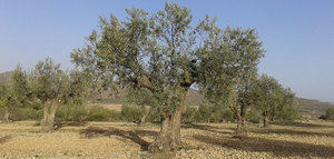 El 8,2% de la superficie mundial de olivar es de producción ecológica